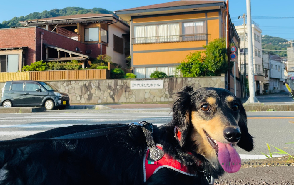 photo_Otter the Dachshund_travel with dogs_shizuoka_atami_ajiro-doggy-paths_網代_犬連れ旅行_犬と旅行_網代観光ホテル前のオッター
